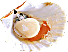 coquille saint jaques